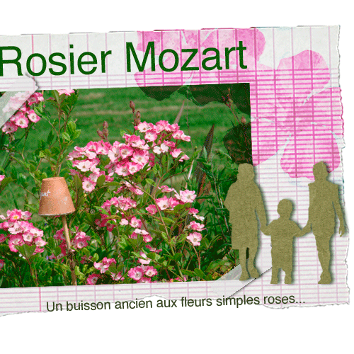 Le rosier Mozart