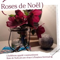 Les roses de Noël Les roses de Noël, également nommées hellébores, sont des plantes vivaces à feuillage persistant très rustiques originaires d’Europe centrale qui fleurissent de janvier à avril. La plante se développe en...
