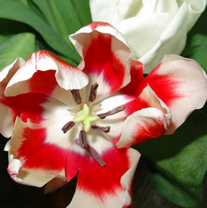 Tulipe double